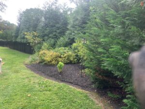Delaware County Landscape And Tree Picture Of A Property In Newtown Square Pa With Mulch And Trees