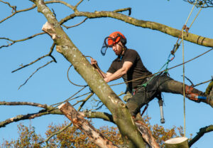 Picture Of A Tree Climber Cutting Branches Off To Fall A Tree In Delaware County Pa